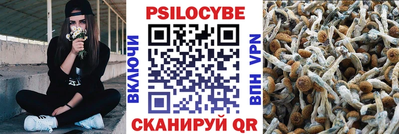 наркота Новая Ладога Галлюциногенные грибы Psilocybe